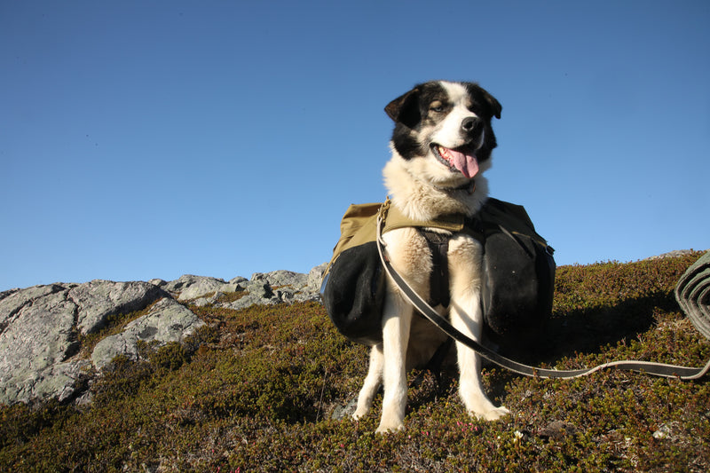 Load image into Gallery viewer, Laika Original Backpack for Dogs
