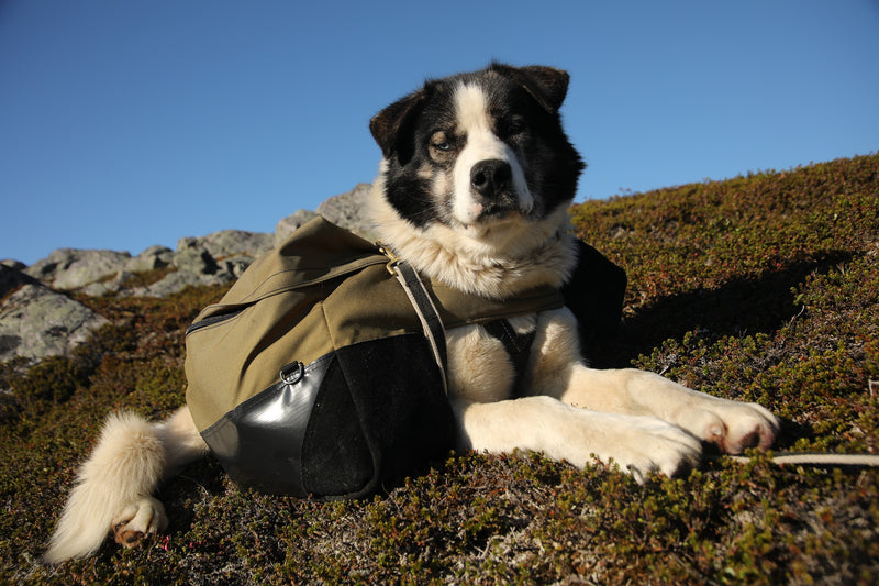 Load image into Gallery viewer, Laika Original Backpack for Dogs

