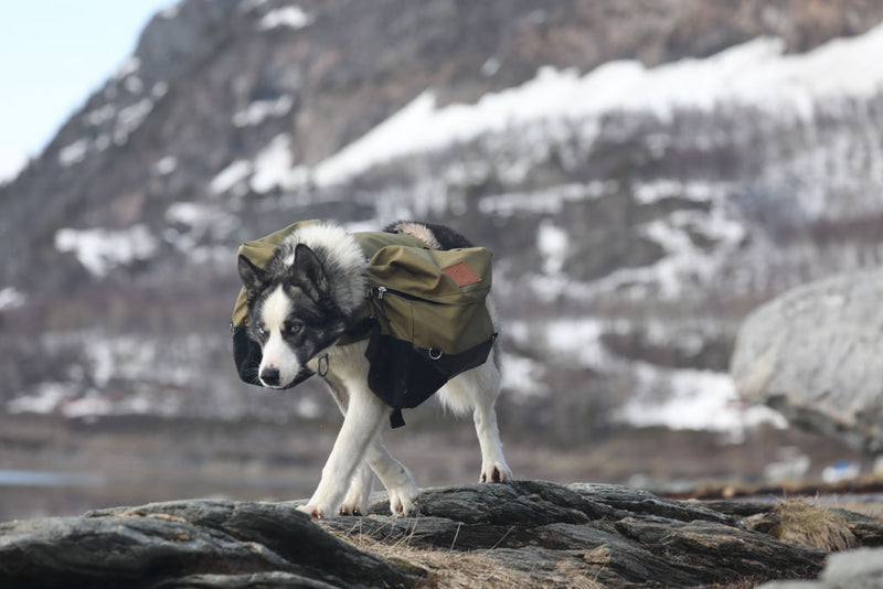Load image into Gallery viewer, Laika Original Backpack for Dogs

