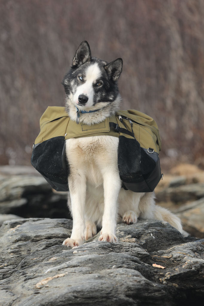 Load image into Gallery viewer, Laika Original Backpack for Dogs
