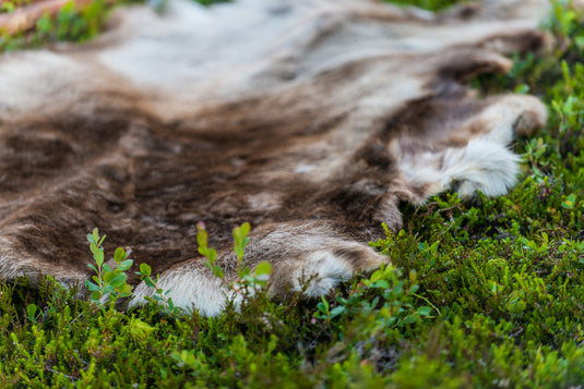Reindeer Hide