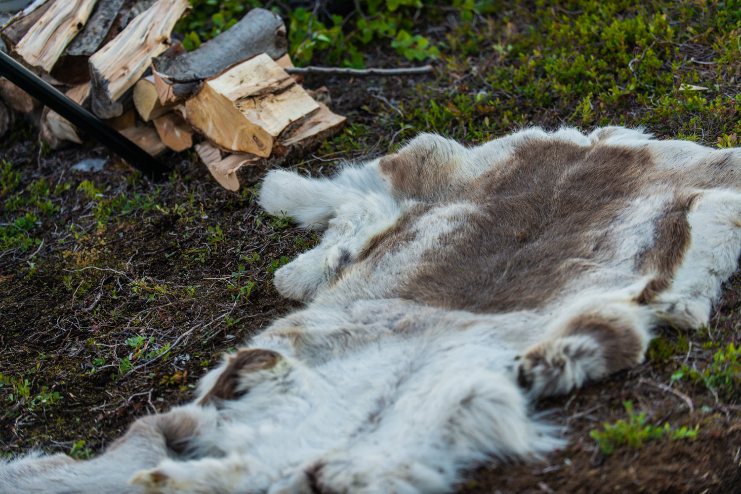 Reindeer Hide – Arcticlavvo