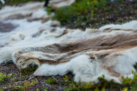 Reindeer Hide